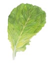 Fresh Lettuce. One Salad Leaf isolated on white background. Green dill. Watercolor illustration. Realistic botanical art Royalty Free Stock Photo