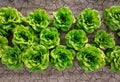 Fresh lettuce plant in agricultural field. Organic food concept. Top view of a green butterhead lettuce on the ground in the farm Royalty Free Stock Photo