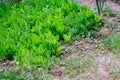 Fresh lettuce plant in organic hobby garden