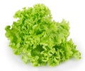 Fresh lettuce salad