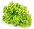 Fresh lettuce salad