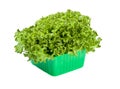 Fresh Lettuce salad in green box Royalty Free Stock Photo