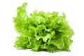 Fresh lettuce salad isolated