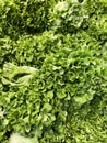 Fresh lettuce on shelf. Green fresh salad. View from above