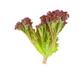 Fresh lettuce on white background Royalty Free Stock Photo