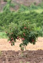 Fresh lichi on tree