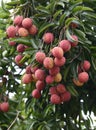 Fresh lichi on tree