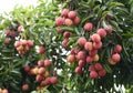 Fresh lichi on tree