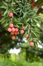 Fresh lichi on tree