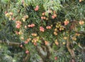 Fresh lichi on tree