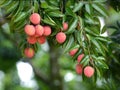 Fresh lichi on tree