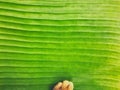 Fresh light green banana leaf texture close up background with cat paw soft focus. Royalty Free Stock Photo