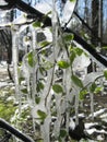 Fresh light green freshly sprouted tree leaves on a branch covered with ice Royalty Free Stock Photo