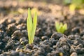 Fresh light green sprout growing through ground on spring flowerbed Royalty Free Stock Photo