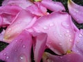 Fresh light pink rose flower petals with water droplets on the ground Royalty Free Stock Photo