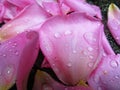 Fresh light pink rose flower petals with water droplets on the ground Royalty Free Stock Photo