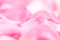 fresh light pink rose petal background with water rain drop Royalty Free Stock Photo