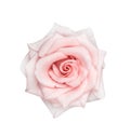 Fresh light pink rose with water dropds top view isolated on white background , clipping path Royalty Free Stock Photo