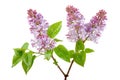 Fresh lilac blossom Royalty Free Stock Photo