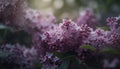 Fresh lilac bouquet, multi colored petals in bloom, beauty in nature generated by AI