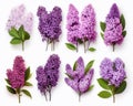 Fresh Lilac Bouquets - Add Color and Fragrance to Any Room