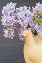 Fresh lilac flowers in the beige tea pot over blue background. Royalty Free Stock Photo