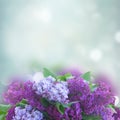 Fresh lilac flowers