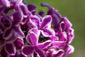 Fresh lilac flowers close-up Royalty Free Stock Photo