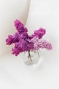 Fresh lilac flowers in glass vase close up isolated on white background Royalty Free Stock Photo