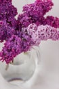 Fresh lilac flowers in glass vase close up isolated on white background Royalty Free Stock Photo