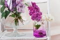 Fresh lilac flowers in glass vase close up on white background Royalty Free Stock Photo