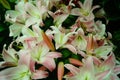 Fresh lilies, very beautiful
