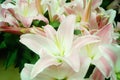 Fresh lilies, very beautiful