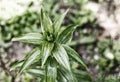 Fresh lily bush with long leaves, toned photo close up against the background of the earth Royalty Free Stock Photo