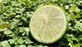 Fresh lime with cut in half  on green grass background. Nature background. Royalty Free Stock Photo