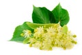 Fresh lime flowers on a white background.