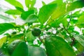 Fresh Lime Fruit Hanging from Tree Lemon Fruit Hanging from Tree Royalty Free Stock Photo