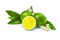 Fresh lime fruits, whole and half cut on white background with l Royalty Free Stock Photo