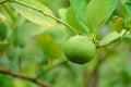 Fresh Lime green tree hanging from the branches of it.Green Lemon Royalty Free Stock Photo