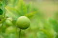 Fresh Lime green tree hanging from the branches of it.Green Lemon Royalty Free Stock Photo