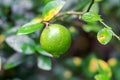 Fresh lime with leaf