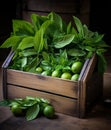 Fresh lime leaf in a wooden container, in the style of nusch, softly organic Royalty Free Stock Photo