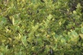 Fresh lime leaves on branch