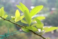 Fresh lime leaves. Royalty Free Stock Photo