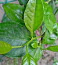 fresh lime leaves look young and bright green in color Royalty Free Stock Photo