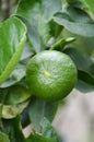 Fresh lime tree Royalty Free Stock Photo