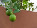 Fresh lime tree garden. Royalty Free Stock Photo