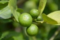 Fresh lime tree Royalty Free Stock Photo