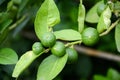 Fresh lime tree Royalty Free Stock Photo