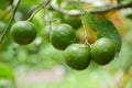 Fresh lime tree Royalty Free Stock Photo